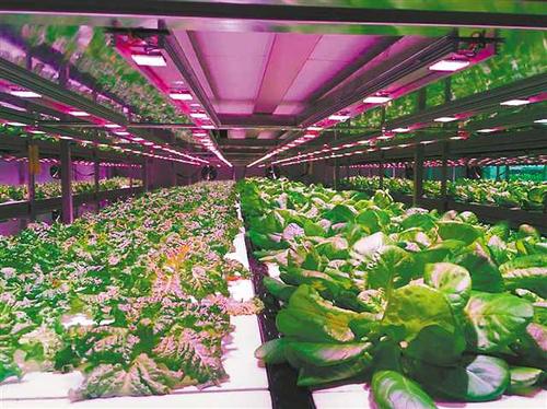 新鲜蔬菜工厂"造" 重庆首家智能化植物工厂开始批量产出